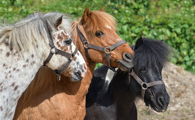 ÉTÉ 2024 – Août- Camp Poneys « Colo Apprenante » (COMPLET)